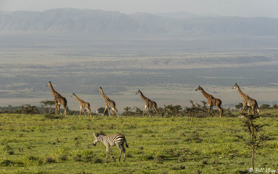 Masai Giraffes, Ngorongoro Crater  6