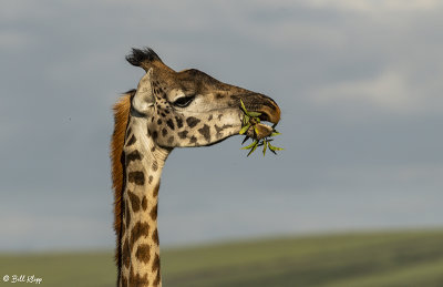 Masai Giraffes, Ngorongoro Crater  7