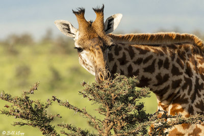 Masai Giraffes, Ngorongoro Crater  8