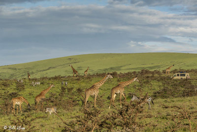 Masai Giraffes, Ngorongoro Crater  9