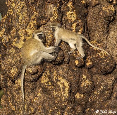 Vervet Monkey, Ngorongoro Crater  2