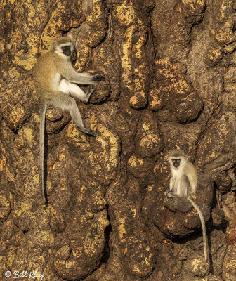 Vervet Monkey, Ngorongoro Crater  3