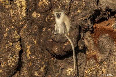 Vervet Monkey, Ngorongoro Crater  4