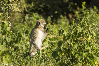 Vervet Monkey, Ngorongoro Crater  5