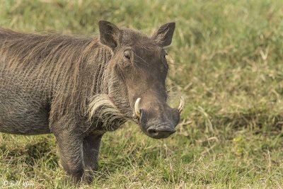 Wart Hog, Ngorongoro Crater  2