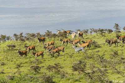 Eland, Ngorongoro Crater  1