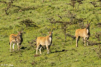 Eland, Ngorongoro Crater  2