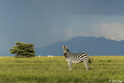 Burchell's Zebras, Southern Serengeti   3