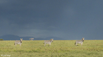Burchell's Zebras, Southern Serengeti   5
