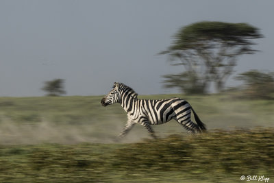 Burchell's Zebras, Southern Serengeti   7