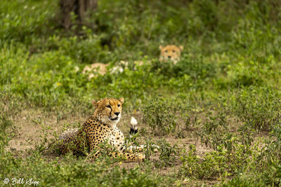 Cheetah, Southern Serengeti  2