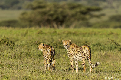 Cheetah, Southern Serengeti  7