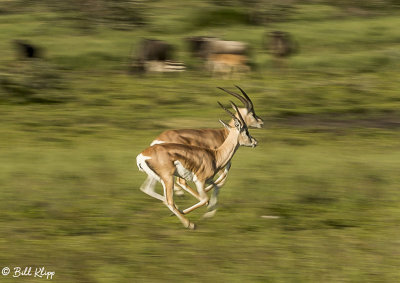 Grant's Gazelle, Southern Serengeti   5