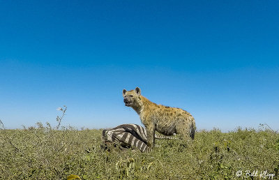 Spotted Hyena, Southern Serengeti    2