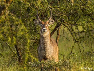 Kudu, Southern Serengeti   3