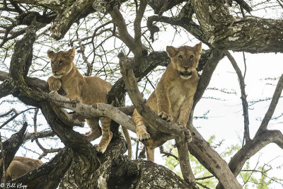 Tree Climbing Lions, Southern Serengeti  8