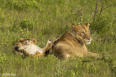 Lions, Southern Serengeti  13