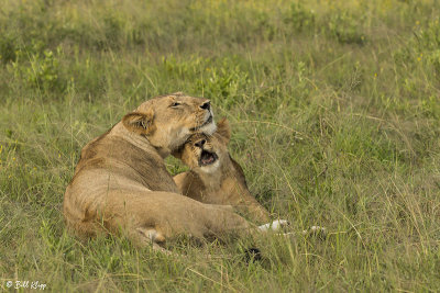 Lions, Southern Serengeti  17