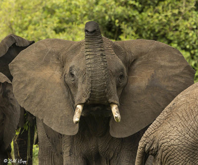 Elephants, Southern Serengeti  4