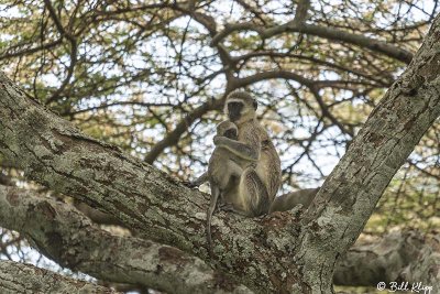 Vervet Monkey, Ngorongoro Crater  6