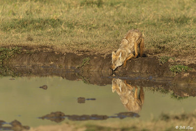 Golden Jackal, Ngorongoro Crater   3