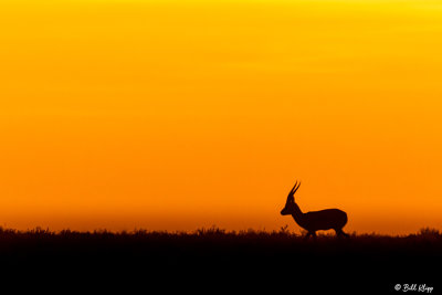 Sunrise Gazelle, Southern Serengeti  6