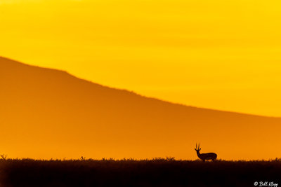 Sunrise Gazelle, Southern Serengeti  7