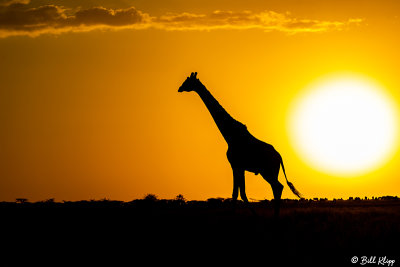 Sunrise Giraffe, Southern Serengeti  9