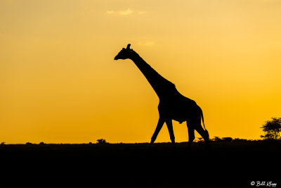 Sunrise Giraffe, Southern Serengeti  10