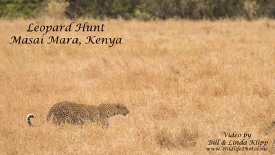 Leopard Hunt Slide Show Masai Mara Kenya