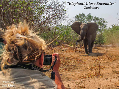 Elephant Close Encounter --  Zimbabwe