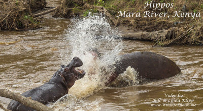 Hippos of the Mara River Kenya