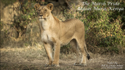 Maasai Mara's Marsh Pride of Lions