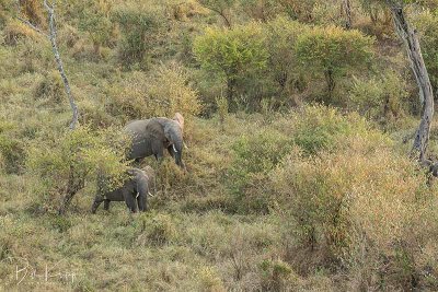 Elephants, Masai Mara  1