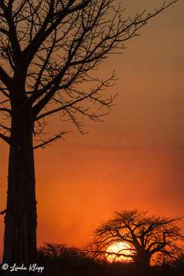 Sunrise, Baobab Trees, Ruaha Ntl Park  1