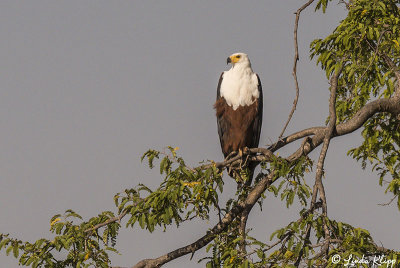 Fish Eagle, Ruaha Ntl Park  1