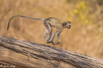 Vervet Monkey, Ruaha Ntl Park  2