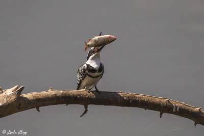 Pied Kingfisher, Ruaha Ntl Park  1