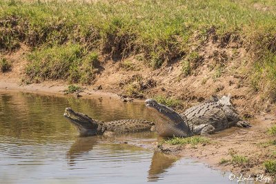 Crocodiles, Ruaha Ntl Park  1