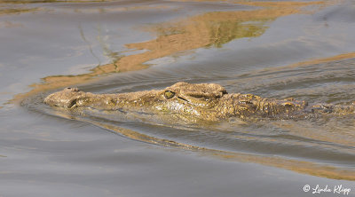 Crocodiles, Ruaha Ntl Park  2