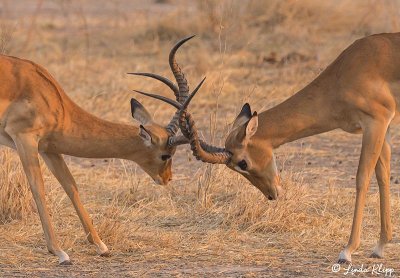 Impalas Dueling, Ruaha Ntl Park  1