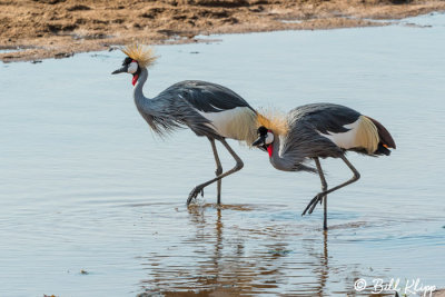 Grey Crowned Cranes, Ruaha Ntl Park  1