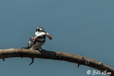Pied Kingfisher, Ruaha Ntl Park  2