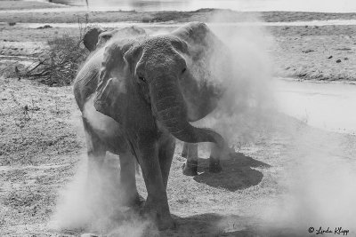 Elephant, Ruaha Ntl Park  2