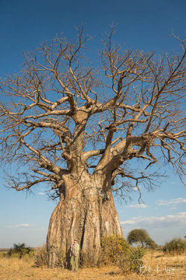 Baobab Tree, Ruaha Ntl Park  4