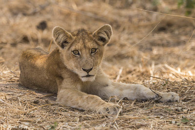 Lion Cub, Ruaha Ntl Park  2