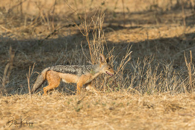 Black Backed Jackal, Ruaha Ntl Park  1