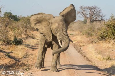 Elephant, Ruaha Ntl Park  3