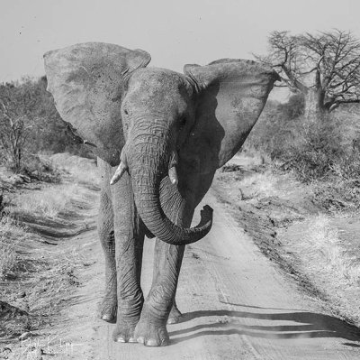Elephant, Ruaha Ntl Park  6