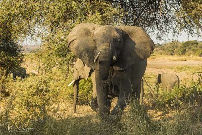 Elephant, Ruaha Ntl Park  7